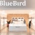 BluebirdBragaParque 111
